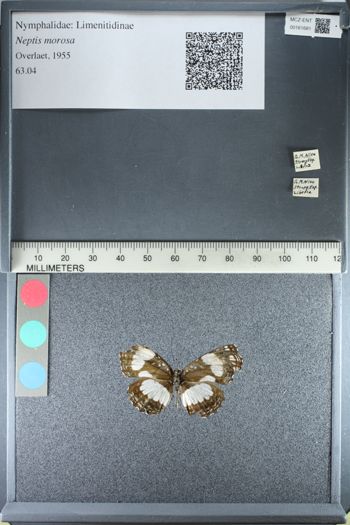 Media type: image;   Entomology 161681